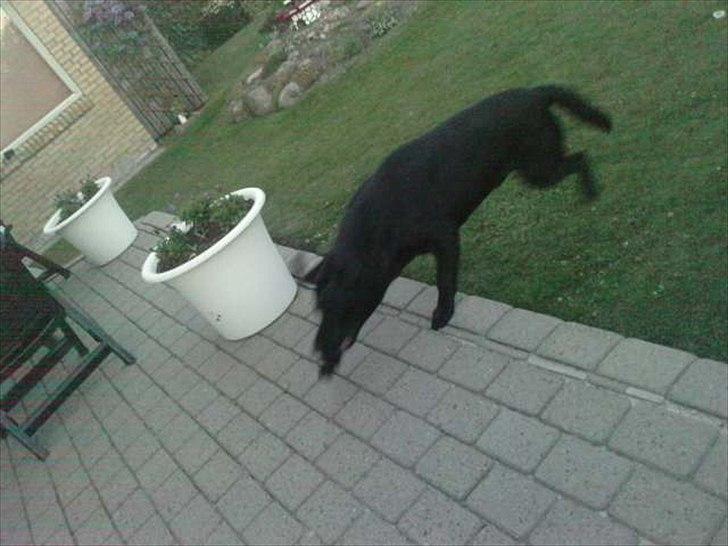 Labrador retriever Simba billede 8