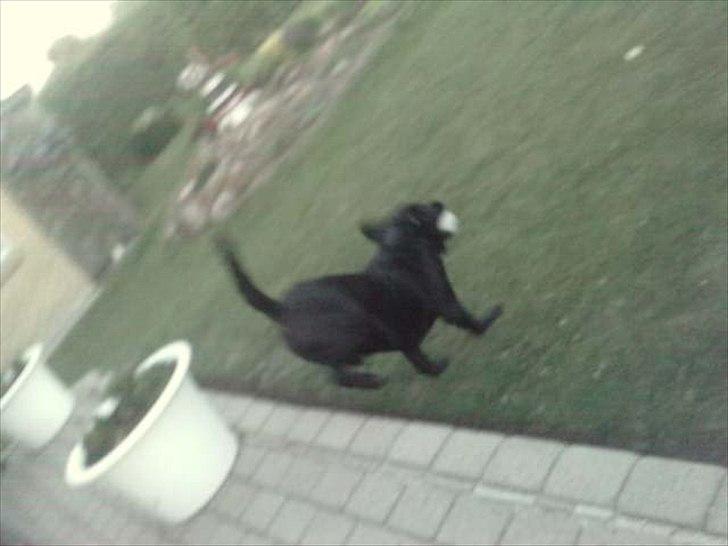 Labrador retriever Simba billede 9