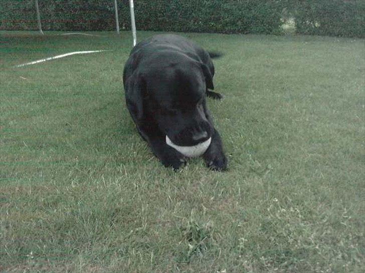 Labrador retriever Simba - Min bold! billede 10