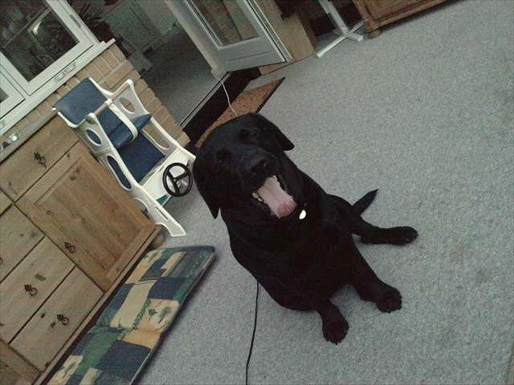 Labrador retriever Simba - Gaaaab.. billede 11