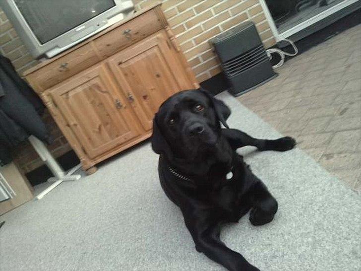 Labrador retriever Simba billede 12