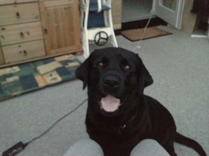 Labrador retriever Simba billede 13