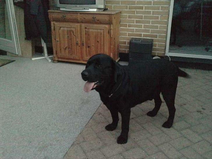 Labrador retriever Simba billede 14