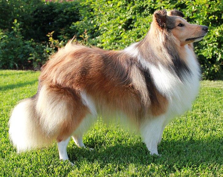 Shetland sheepdog Oscar aka. Vaps billede 16