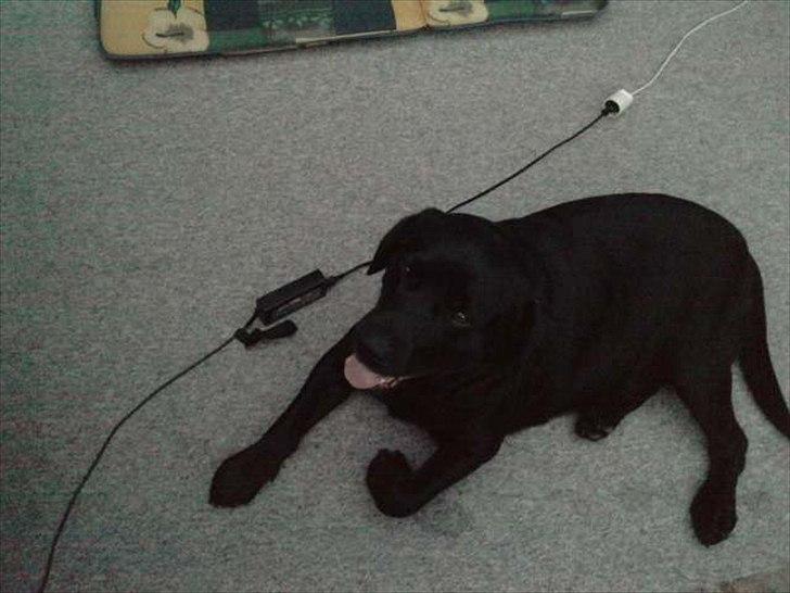 Labrador retriever Simba billede 15