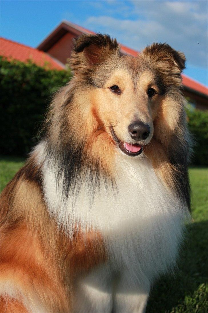 Shetland sheepdog Oscar aka. Vaps billede 17