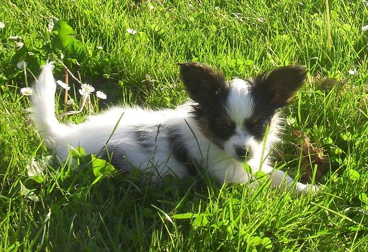 Papillon Koffee billede 13