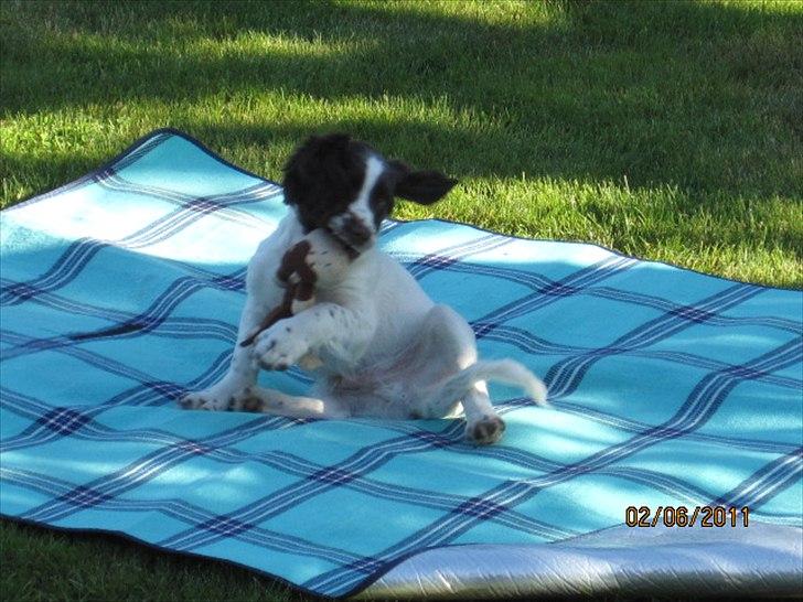 Engelsk springer spaniel Monty (FT) - Monty leger på tæppe i haven. billede 1