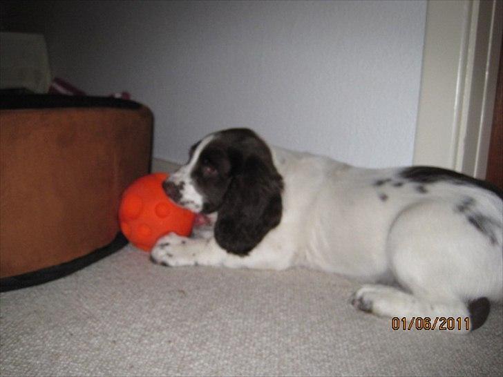 Engelsk springer spaniel Monty (FT) - Monty elsker sin godbid-bold. En god aktivitet lige inden sengetid. Så sover han så godt. billede 3