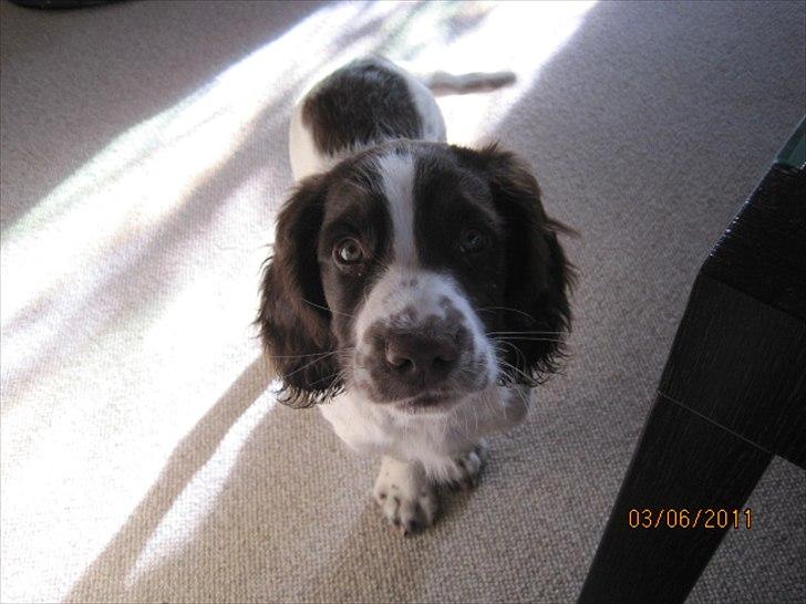 Engelsk springer spaniel Monty (FT) billede 7