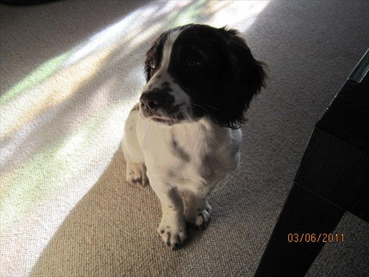 Engelsk springer spaniel Monty (FT) billede 8