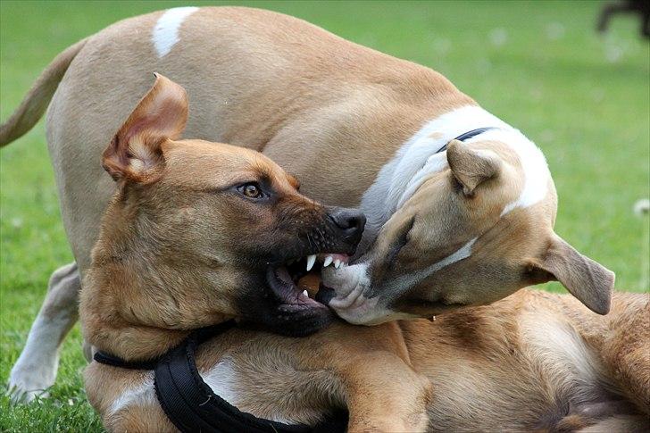 Bullterrier Cirkus billede 6