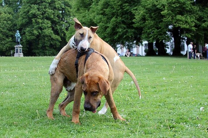 Bullterrier Cirkus billede 7