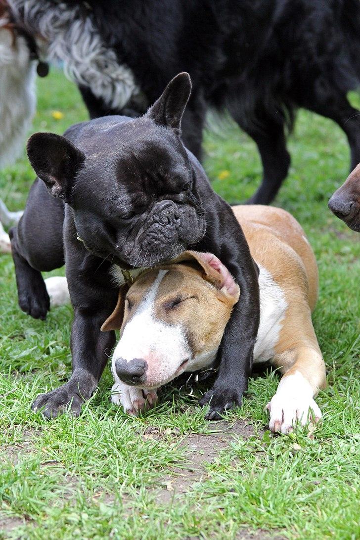 Bullterrier Cirkus billede 8