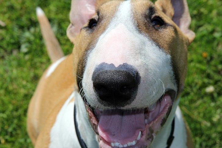 Bullterrier Cirkus billede 9