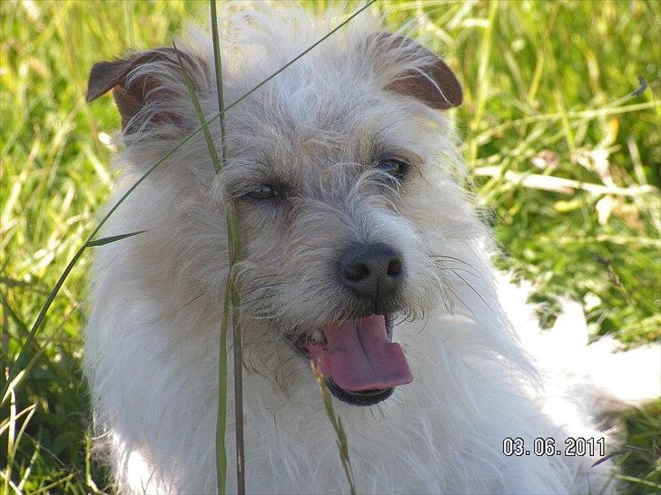 Jack russell terrier Tot billede 1