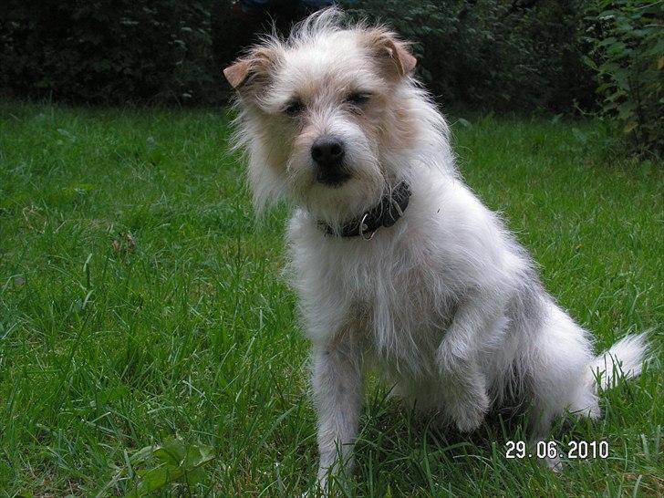 Jack russell terrier Tot billede 2