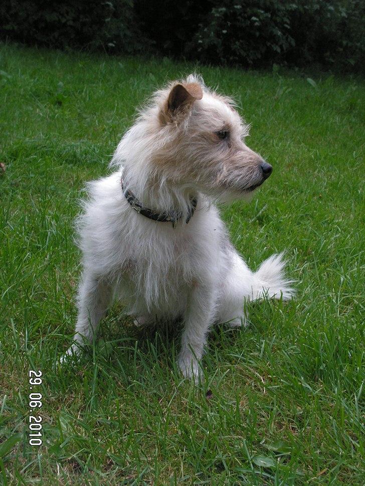 Jack russell terrier Tot billede 3