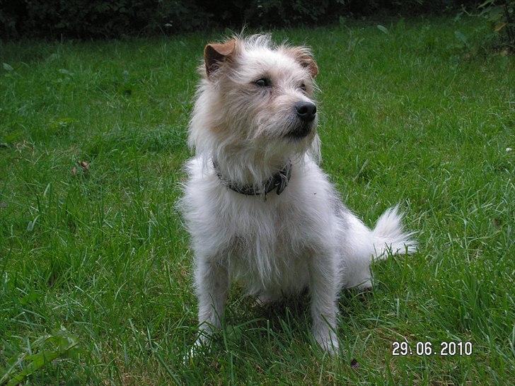 Jack russell terrier Tot billede 4