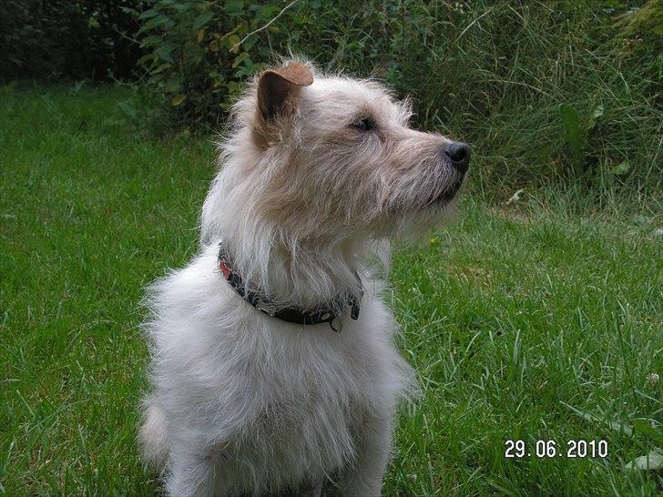 Jack russell terrier Tot billede 5