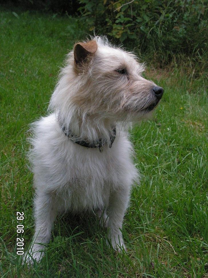 Jack russell terrier Tot billede 6