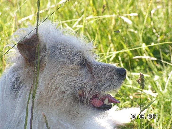 Jack russell terrier Tot billede 7