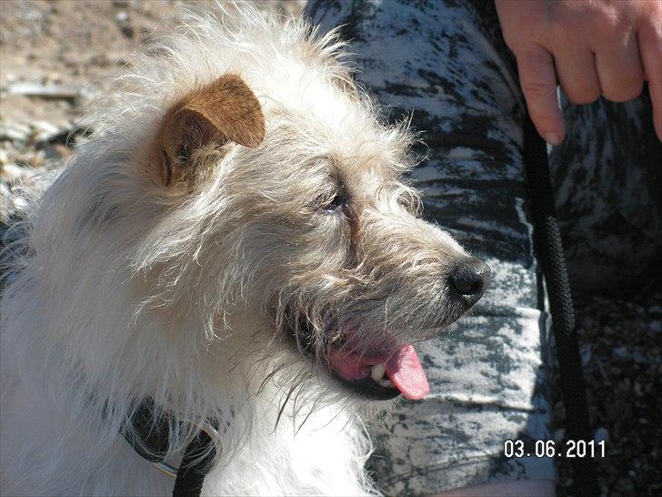 Jack russell terrier Tot billede 8