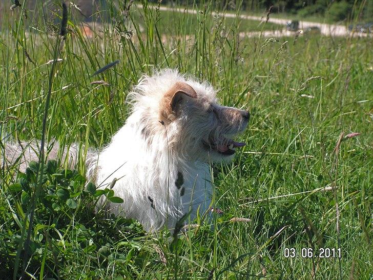 Jack russell terrier Tot billede 9