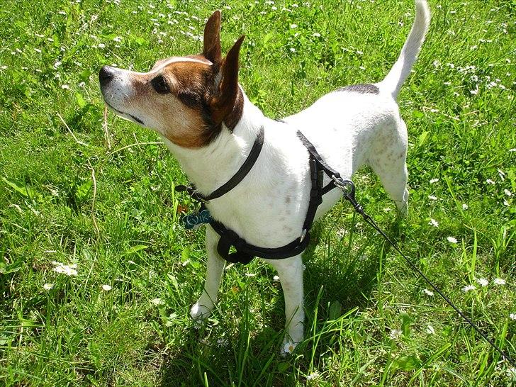 Dansk svensk gaardhund Kvik billede 18