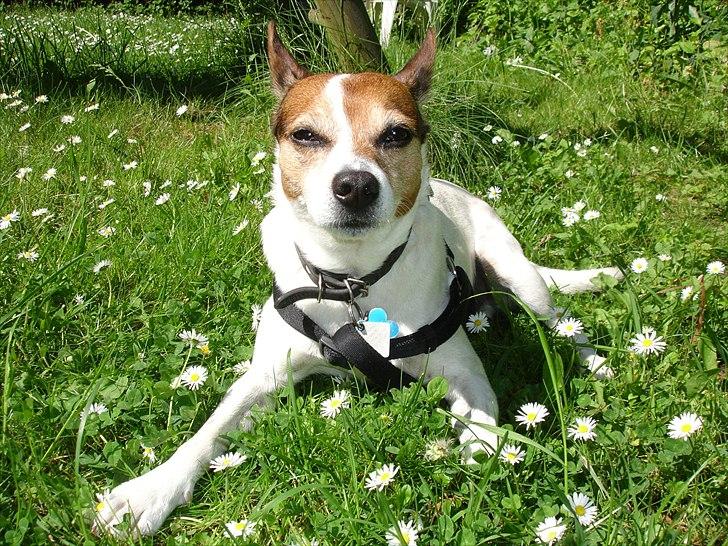 Dansk svensk gaardhund Kvik - efter lidt træning ligger han sig i græsset og nyder solen :-) billede 19