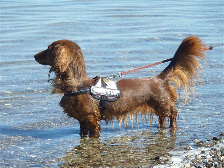 Dværggravhund Jessie - Velkommen til jessie´s profil håber i synes om den :-) NYT billede 7