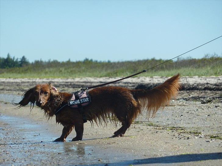 Dværggravhund Jessie - Ryster mig  billede 8