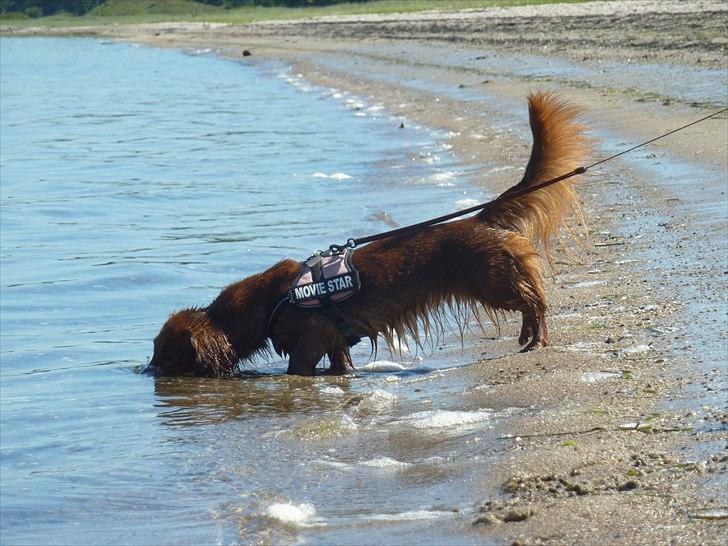 Dværggravhund Jessie - Vand er ikk så farligt som jeg troede  billede 10
