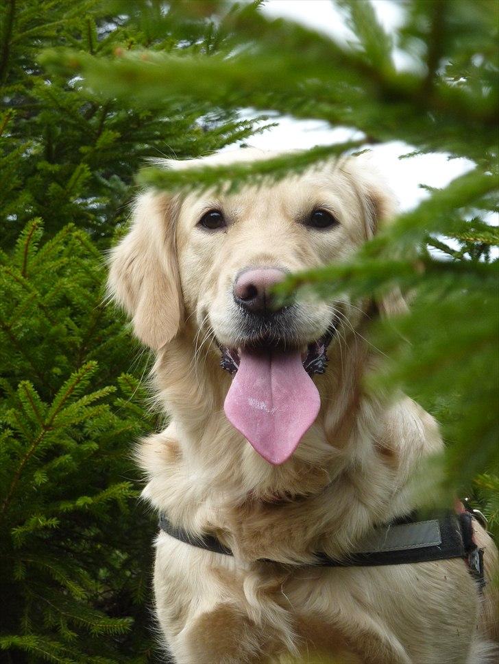 Golden retriever Melba - Melba i grentræerne  billede 5