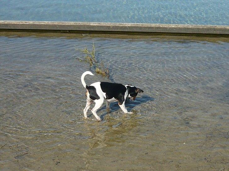 Dansk svensk gaardhund Moustgaard Havana billede 15