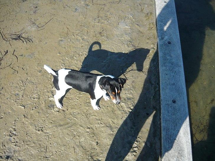 Dansk svensk gaardhund Moustgaard Havana billede 16