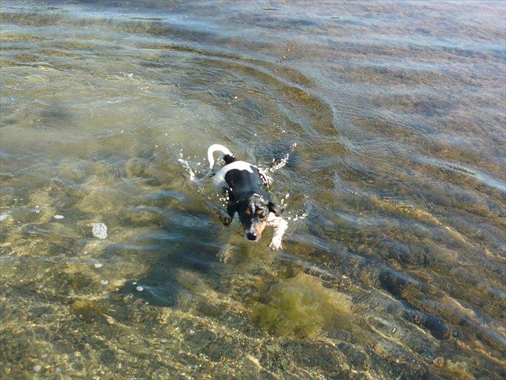 Dansk svensk gaardhund Moustgaard Havana billede 17