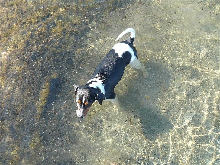 Dansk svensk gaardhund Moustgaard Havana billede 18