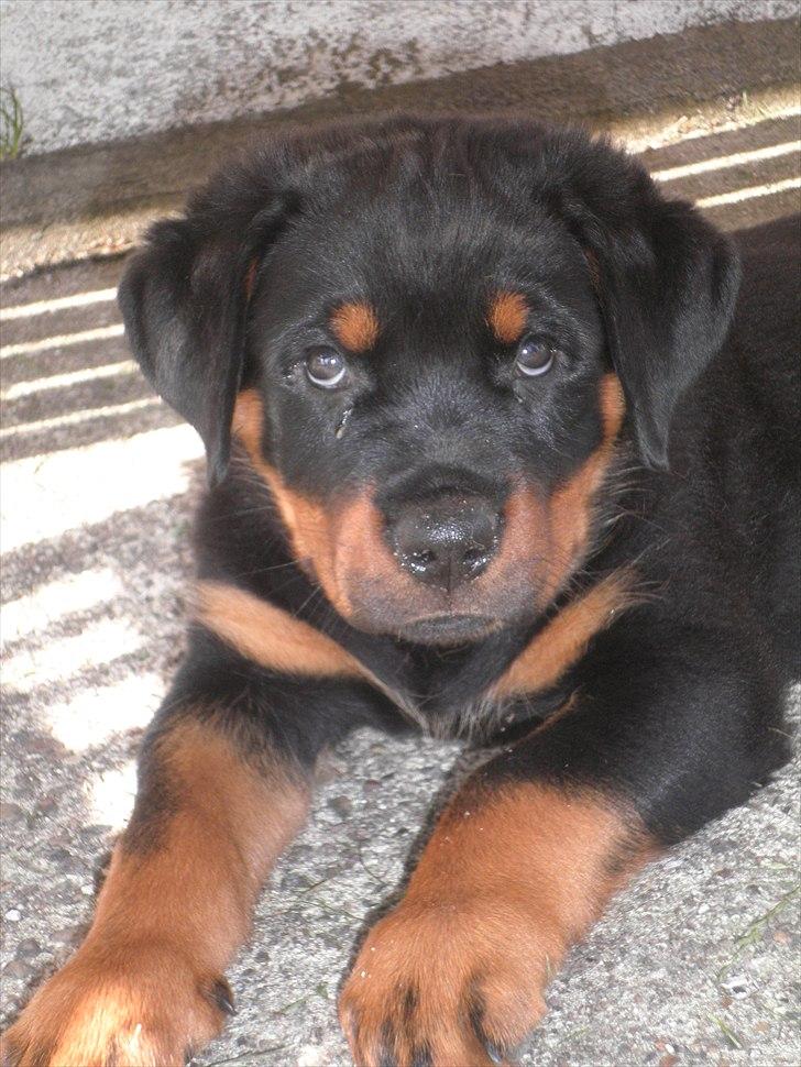 Rottweiler Amarni billede 1