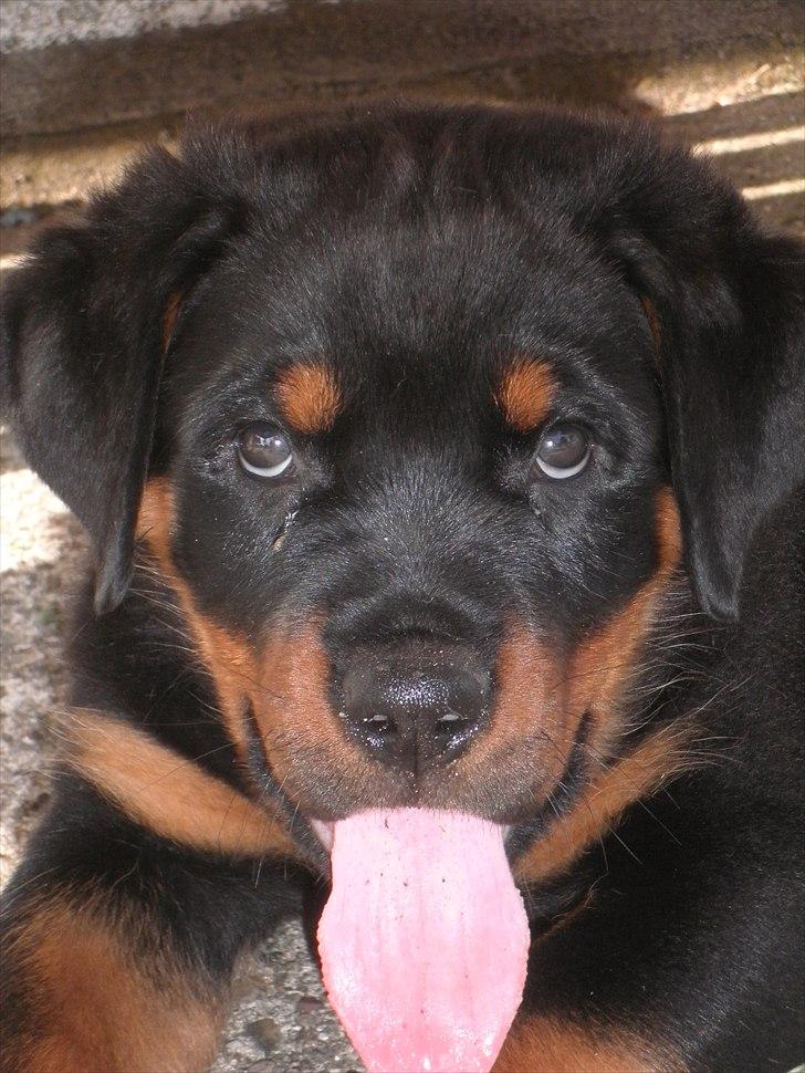 Rottweiler Amarni billede 2