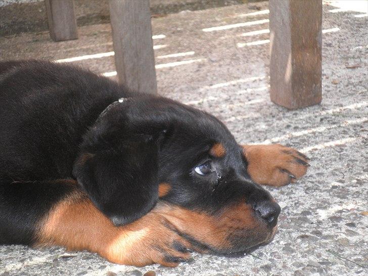 Rottweiler Amarni billede 3