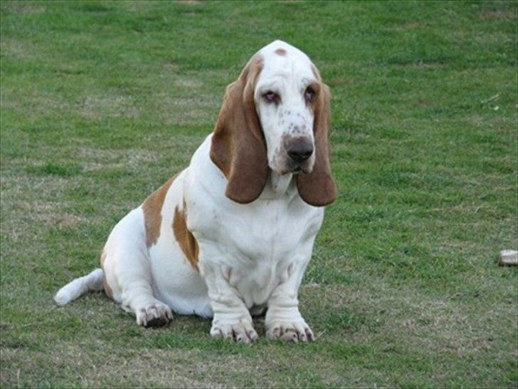 Basset hound Chelsea Pressburger Burger/Joy billede 1