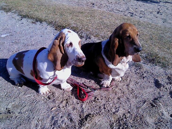 Basset hound Chelsea Pressburger Burger/Joy billede 3