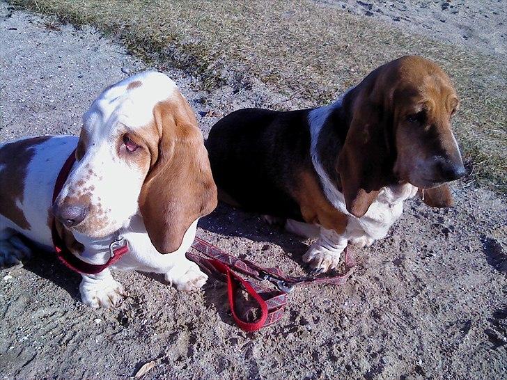 Basset hound Chelsea Pressburger Burger/Joy billede 4