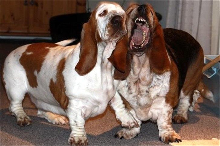 Basset hound Chelsea Pressburger Burger/Joy - elsker mine to fotogene kamphunde ;-) billede 5