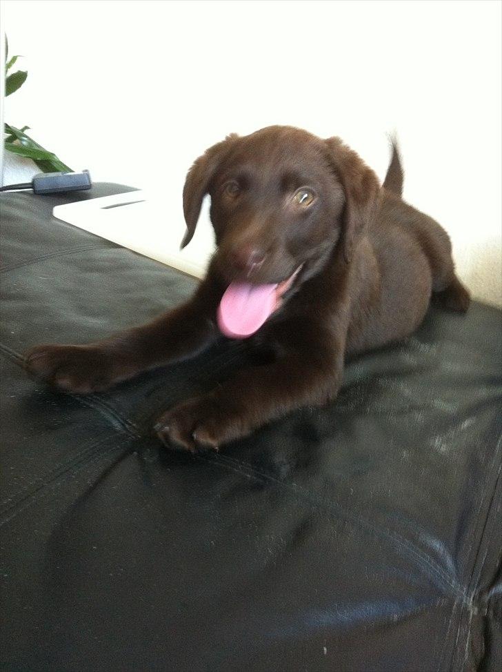 Labrador retriever Tyson billede 2