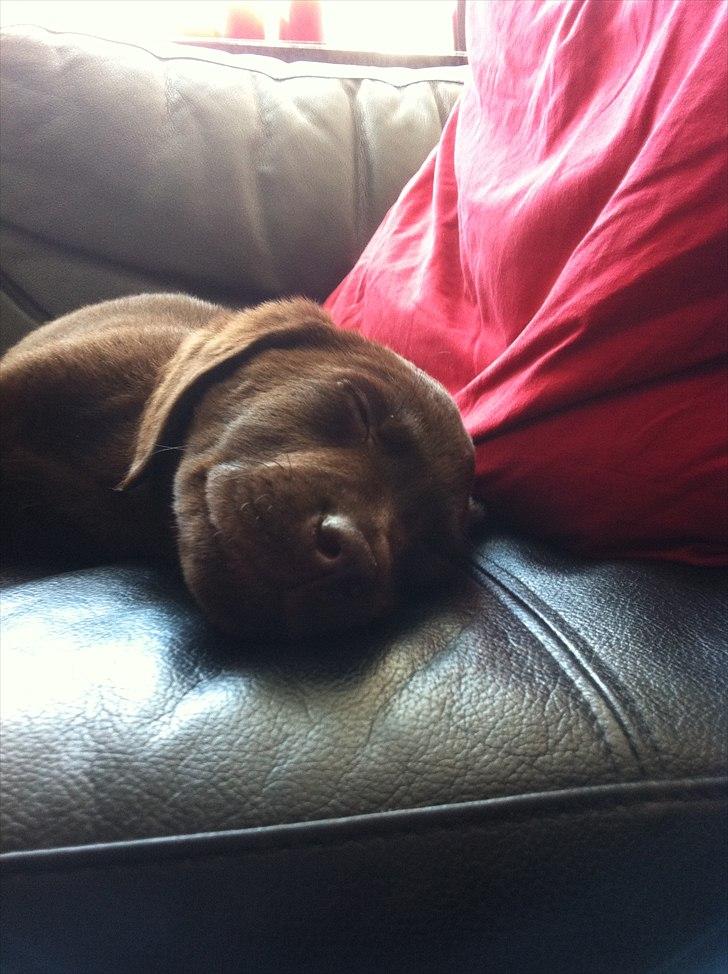 Labrador retriever Tyson billede 3