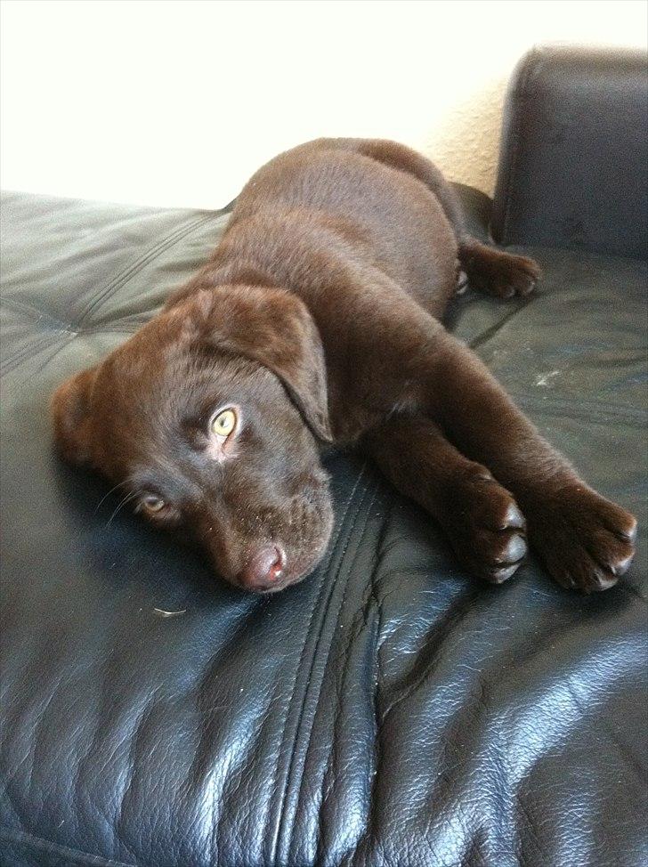 Labrador retriever Tyson billede 4