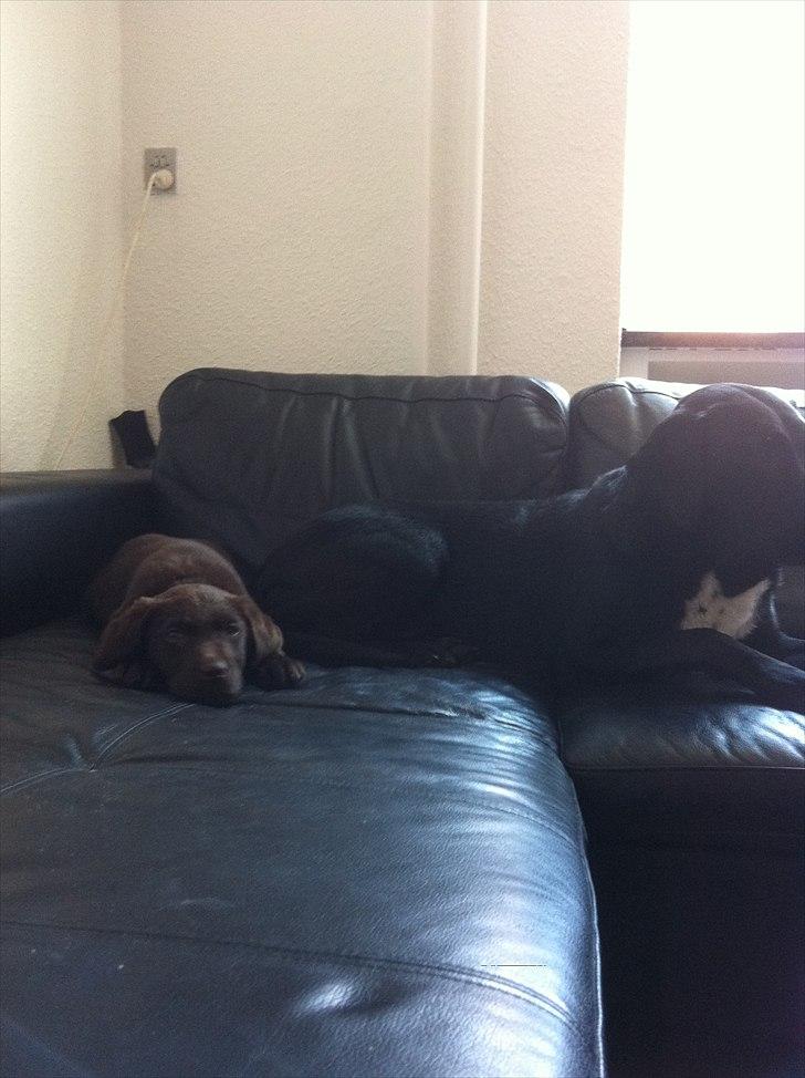 Labrador retriever Tyson billede 5