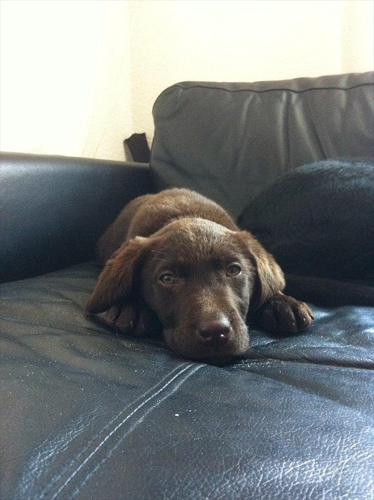 Labrador retriever Tyson billede 7